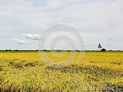 Rice field, contryside of Thailand Stock Photo