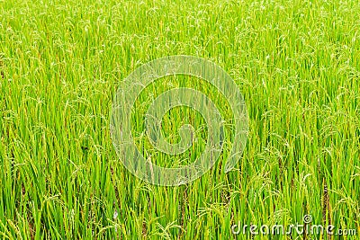 Geen rice field Stock Photo