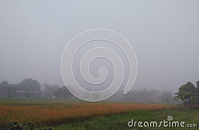 rice field foggy morning Stock Photo