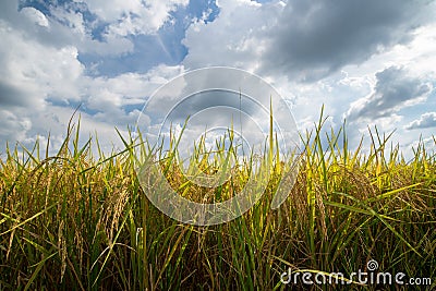 Rice field gold and sky Stock Photo