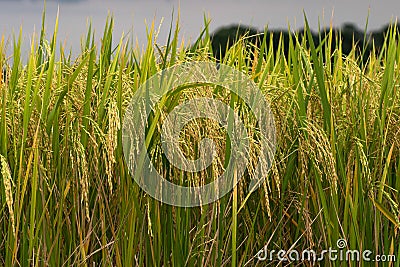 Rice field gold spike Stock Photo