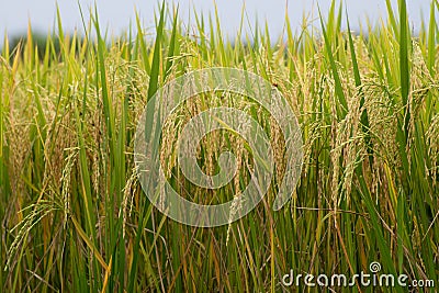 Rice field gold spike Stock Photo