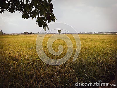 Rice Field Golden Leaves in Majalaya Stock Photo