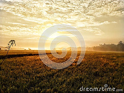 Rice field golden sunrise village nature Stock Photo