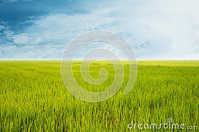 Rice field green grass blue sky cloud cloudy landscape backgroun Stock Photo