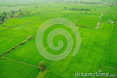 Rice field green grass blue sky cloud cloudy landscape background Stock Photo