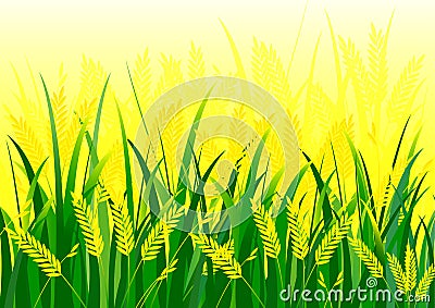 Rice field Vector Illustration