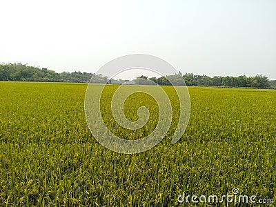Rice field and green horizon Stock Photo