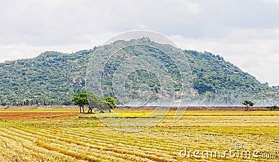 Rice field after harvesting at Nui Sam in Angiang, Vietnam Stock Photo