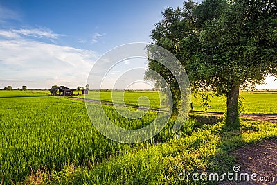 Rice field and Jujube tree Stock Photo