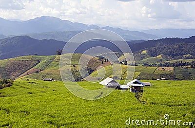 Rice field Stock Photo