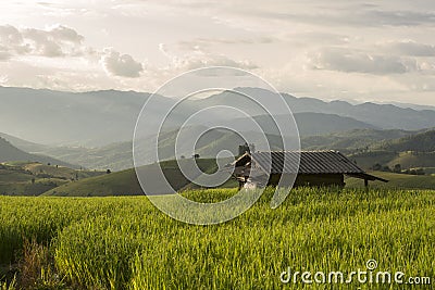 Rice field Stock Photo