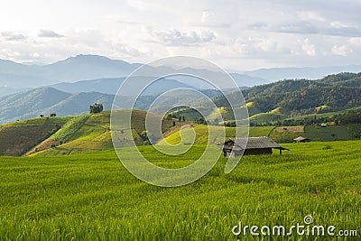 Rice field Stock Photo