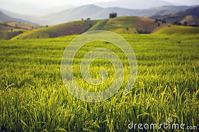 Rice field Stock Photo