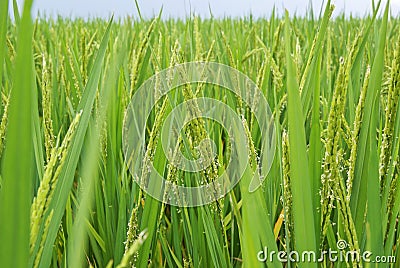 Rice field in LongJi, China Stock Photo