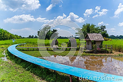 rice field with meadow and wooden bridge Stock Photo