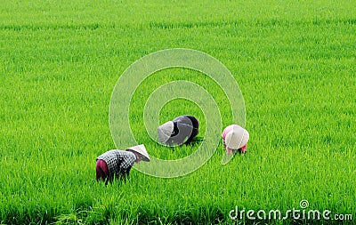 Rice field in Mekong Delta, Vietnam Editorial Stock Photo