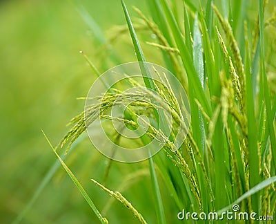 Beautiful Rice Field in the Morning Stock Photo