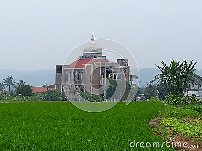 The rice field and mosque Stock Photo