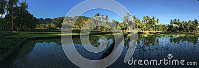 Rice field with mountain and palmtrees reflection panorama Stock Photo