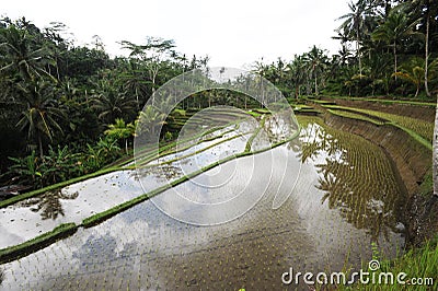 Rice field near Tampaksiring on the island of Bali Stock Photo