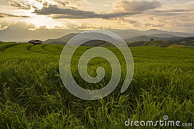 Rice field in north of Thailand Stock Photo