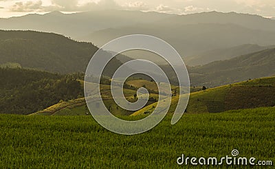 Rice field in north of Thailand Stock Photo