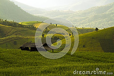 Rice field in north of Thailand Stock Photo