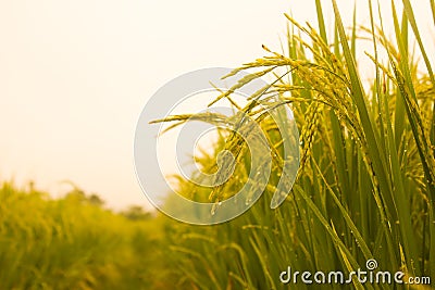 Rice field in north Thailand, nature food landscape background. Stock Photo