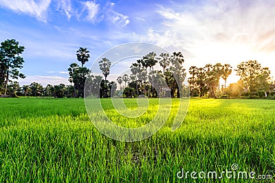 Rice field with palm tree backgrond in morning, Phetchaburi Thailand Stock Photo