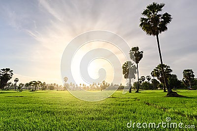 Rice field with palm tree backgrond in morning, Phetchaburi Thailand Stock Photo