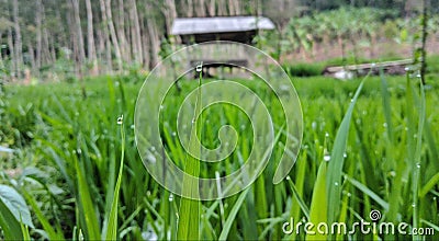 Rice field after rain ,beautifull green ricefield Stock Photo