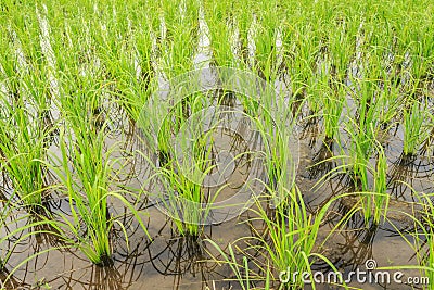 Rice field Stock Photo