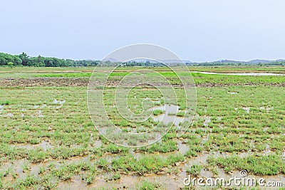 Rice field before seeding season Stock Photo