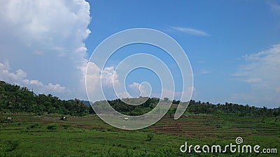 Rice field, rice terrace, tropical plant and blue Sky Stock Photo