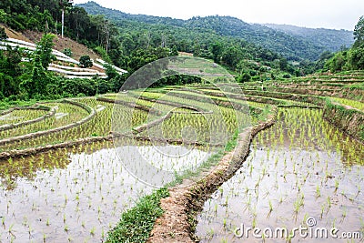 Rice field terraces in doi inthanon, Ban Sob Aeb Chiangmai Thai Stock Photo