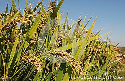 Rice field Stock Photo