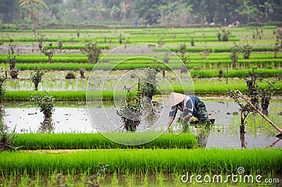 Rice field in Vietnam. Ninh Binh rice paddy Editorial Stock Photo