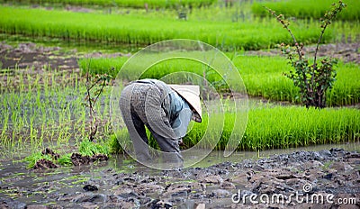 Rice field in Vietnam. Ninh Binh rice paddy Editorial Stock Photo