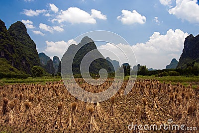 Rice Field in Yangshuo Stock Photo