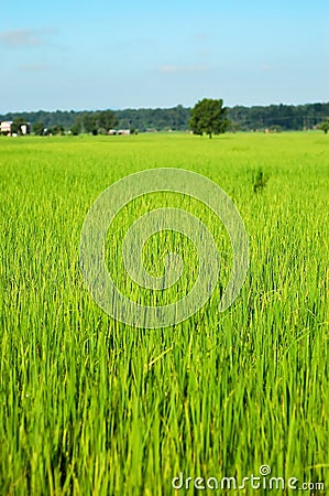 Rice Fields Stock Photo