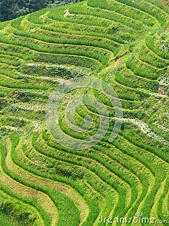 Rice Fields 6 Stock Photo