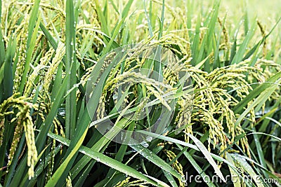 Rice fields Stock Photo