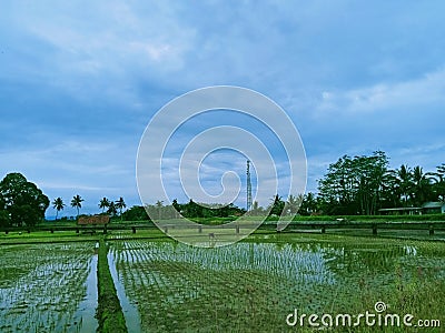 The rice fields that began to be planted with rice and witnessed by the sky were so beautiful Stock Photo