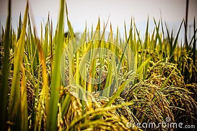 Rice Fields Stock Photo