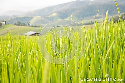 Rice fields in the countryside of Thailand - Hut in rice field Stock Photo