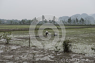 Rice fields with farmers. Nimh Binh, Vietnam. Stock Photo