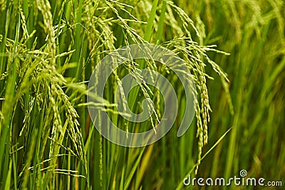 In the rice fields Stock Photo