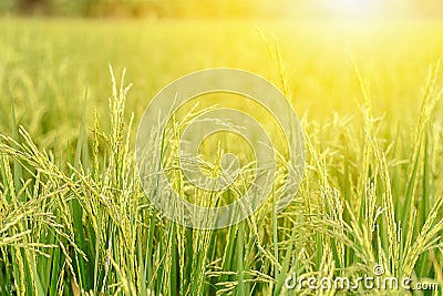 Rice fields green and gold is beautiful images. Stock Photo