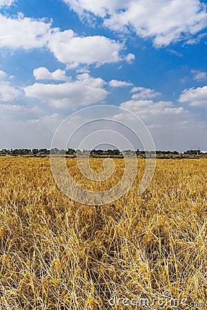 Rice fields in India west bengal Stock Photo